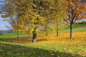 City park with autumn colors at sunset