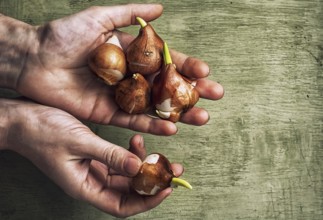 Hands of the peasant with the bulbs