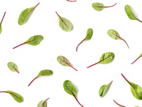 Pattern of fresh green chard leaves or mangold salad leaves on white background. Flat lay or top
