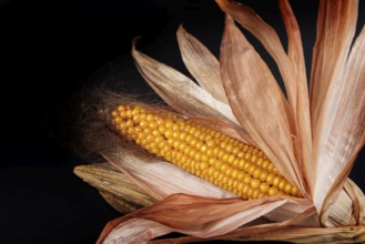 A withered corn corn cob with withered leaves on a black background