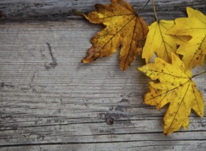 Autumn wooden background with maple leaves