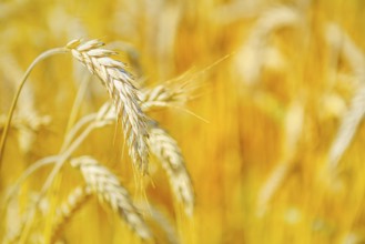 Ripe wheat on blurry background close up