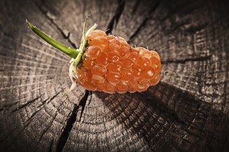 Red blackberry on vintage wooden board
