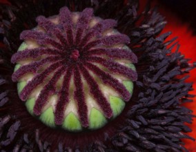 Ovary of a poppy flower