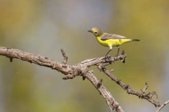 Green-breasted Sunbird, Green-throated Sunbird, Hedydipna platura, Anthodiaeta platura, (Anthreptes