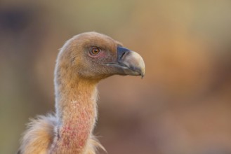 Griffon Vulture, Eurasian Griffon Vulture, Griffon Vulture, Eurasian Griffon, (Gyps fulvu), Vautour