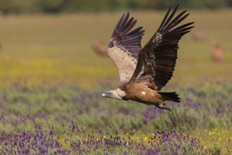 Griffon Vulture, Eurasian Griffon Vulture, Griffon Vulture, Eurasian Griffon, (Gyps fulvu), Vautour