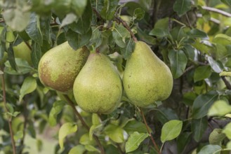 Pyrus communis VEREINS DECHANTSBIRNE TRIER, Cambridge Botanical Garden, Germany, Europe
