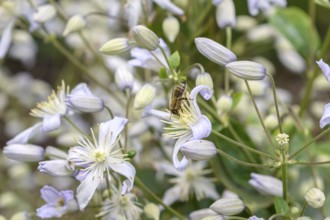 Clematis (Clematis 'Mrs Robert Brydon'), EGA Park, Erfurt, Thuringia, Germany, Europe