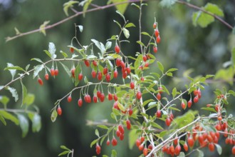 Lycium barbarum SÜSSE LEBENSBEERE ®