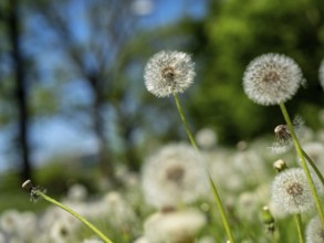 Dandelion (Taraxacum), dandelions, in a meadow, Offenbach am Main, Hesse, Germany, Europe