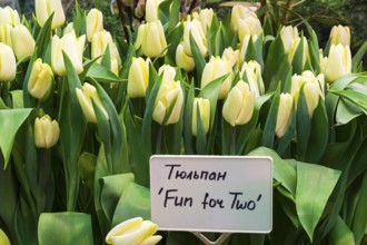 Tulipa of the Fun for Two species in a greenhouse. Translation of the word on nameplate: