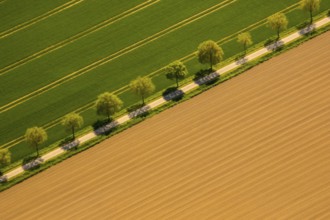 Tree avenue between two fields. Routing