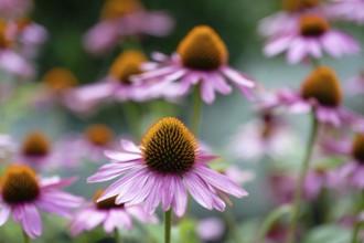 Narrow-leaved purple coneflower (Echinacea angustifolia)