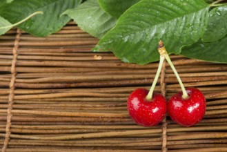 Two Cherries close up. Branch with leaves. Studio shot