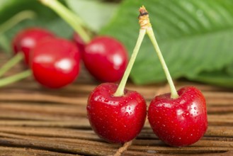Cherries and branch with leaves. Studio shot