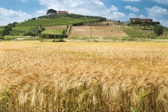 Getreide und Landwirtschaft in der Toskana