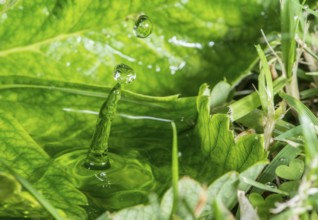 Water drop in the nature. Water on green leaf