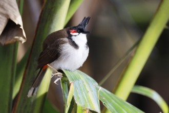 Southeast Asian Red-whiskered bulbul (Pycnonotus jocosus), Mauritius, Africa, Mauritius, Africa