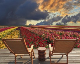 Two chaise lounges for rest stand on a scaffold at a picturesque flower field. The spring