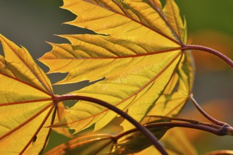 Fresh leaves of Norway maple in spring. Maples (Acer)