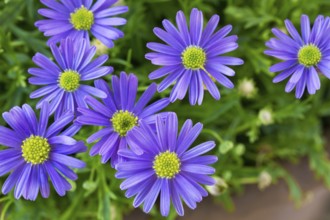 Swan river daisy (Brachyscome iberidifolia)