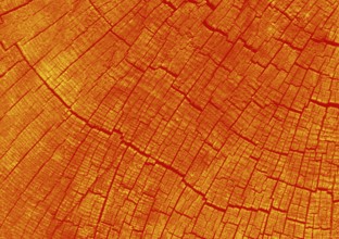 Cut tree stump surface as a background texture