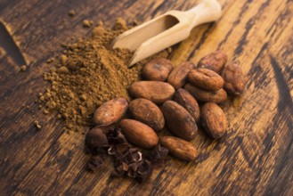 Cacao beans and cacao powder in spoon
