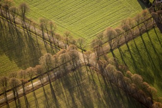 Wayside cross with avenue of trees in autumn. Lines, line management, aerial view