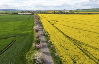 Flowering trees All between Weddersleben and Warnstedt