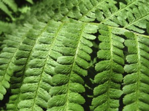 Close up of fresh green fern leafs background