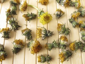Dried dandelion flowers