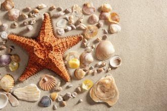 Beach with white sand and starfishwith shells still life like summer vacation background