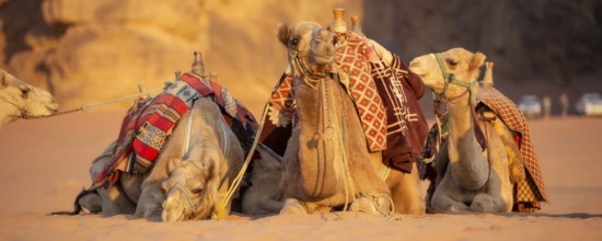 Camels lying down in the desert sand, Wadi Rum, Jordan banner
