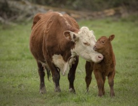 Momma Cow and Calf Sharing a Nuzzle