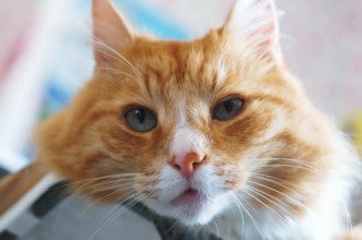 Ginger house cat, well maintained clean fluffy cat