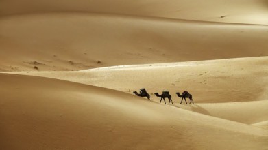Camel caravan going through the sand dunes in the Sahara desert, Morocco, Africa