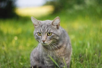 Close-up of an alert gray cat in grass, surrounded by greenery