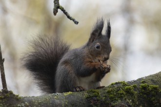 Squirrel holding nut in hands sitting on tree trunk looking right