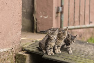 Three beautiful kittens in their natural habitat