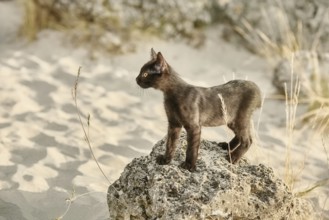 Little Black Kitten on the Stone in Desert Varna, Bulgaria, Europe