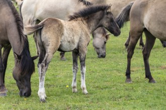 The Dülmen horses live wild near Dülmen, in the Merfelder Bruch nature reserve in North
