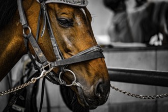 Brown horse with good hair. Shooting Location: Sendai, Miyagi Prefecture