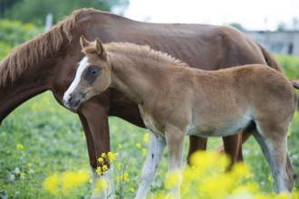 Portrait of chestnut foal walking in yellow flowers blossom paddock with mom