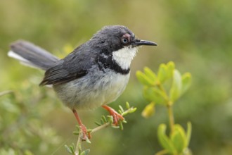 Collared Apalis, (Apalis thoracica), Bar-throated Apalis, Apalis à collier, Apalis acollarado, De