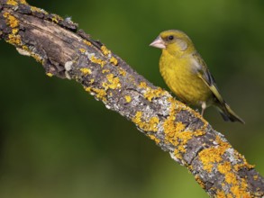 Greenfinch, Greenfinch, European Greenfinch, Western Greenfinch, Carduelis chloris, (Chloris