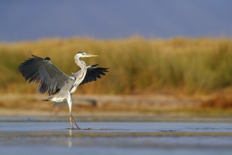 Grey grey heron (Ardea cinerea), Foraging, Boat Trip, Tiszaalpár, Kiskunsági National Park,