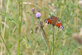 European Common Peacock Butterfly (Aglais io, Inachis io), feeding on a thistle flower in summer in