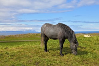 Farmer sleek gray horse. Beautiful horse grazing in a meadow near the farm. Iceland in July
