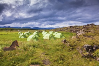 Icelandic horse have a rest near the summer campground. Summer holidays in Iceland